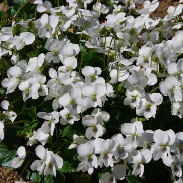 Violette vivace - Viola sororia Albiflora