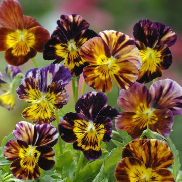 Graines de Viola Brush Strokes - Pensée naine en mélange