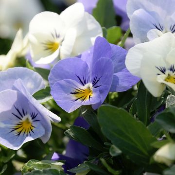 Pensée retombante Cool Wave Frost - Viola x wittrockiana