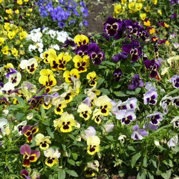 Pensées géantes de Suisse en mélange - Viola X wittrockiana