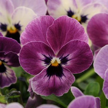 Violette cornue  Sorbet XP Raspberry Mini-motte - Viola cornuta 