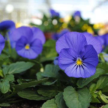 Violette cornue Sorbet XP True Blue Mini-motte - Viola cornuta