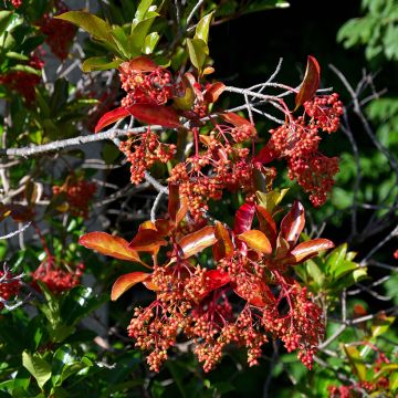 Viorne odorante - Viburnum odoratissimum