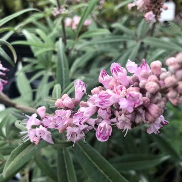 Vitex agnus-castus Santamaria - Gattilier