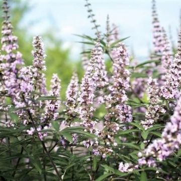 Vitex agnus-castus Galactic Pink - Gattilier