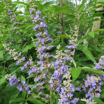 Vitex agnus-castus Magical Summertime Blues - Gattilier