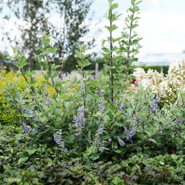 Vitex Chicagoland Blues - Gattilier hybride