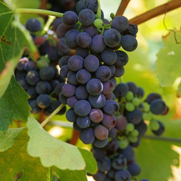 Vigne Marechal Foch - Vitis x vinifera