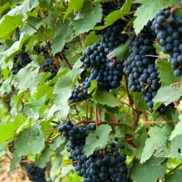 Vigne Solara - Vitis vinifera