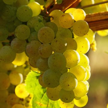 Vigne de table Crimson Seedless - Vitis vinifera - Variété tardive