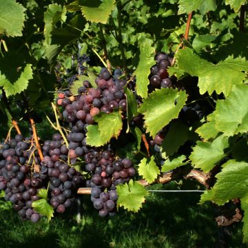 Vigne - Vitis vinifera Frankenthaler