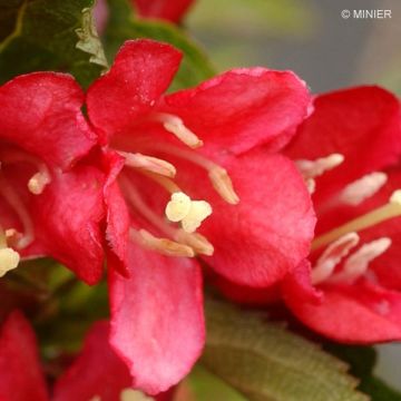 Weigela Nain rouge Courtanin