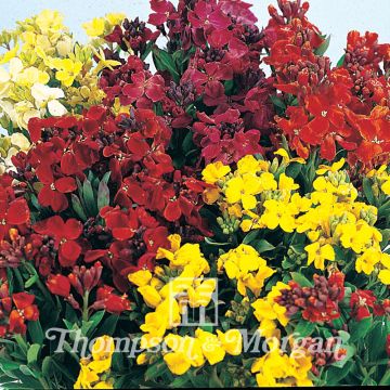 Graines de Giroflée ravenelle Bedding Mixed - Erysimum ou Cheiranthus cheirii