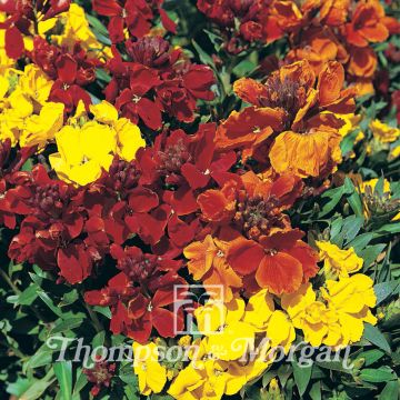 Graines de Giroflée ravenelle Brilliant Bedder Series Mixed - Erysimum ou  Cheiranthus cheirii