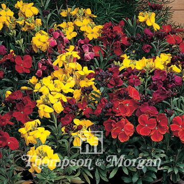 Graines de Giroflée ravenelle Tom Thumb Mixed - Erysimum ou Cheiranthus cheirii