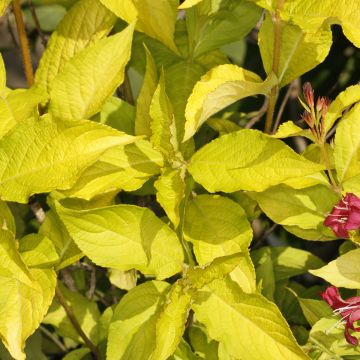 Weigela Briant Rubidor Olympiade