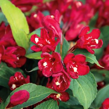 Weigelia hybride Cherry Love