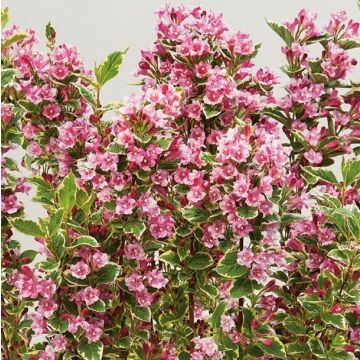 Weigela Kosteriana Variegata - Weigelia Kosteriana Variegata