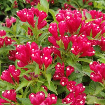 Weigela Picobella Rosso - Weigélia nain hybride