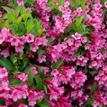 Weigela Minuet