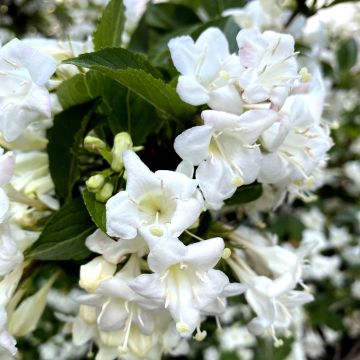 Weigela Snowflake