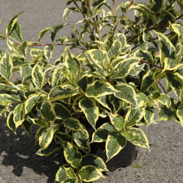 Weigela White Lightning