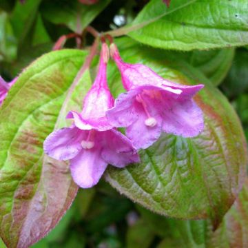 Weigela Wings of Fire ® - Weigélia