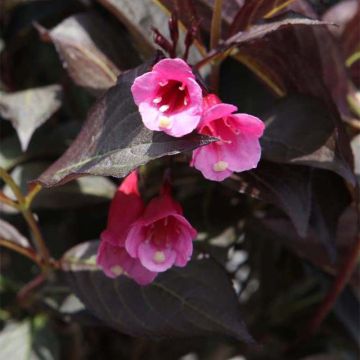 Weigela florida Alexandra - Weigélia