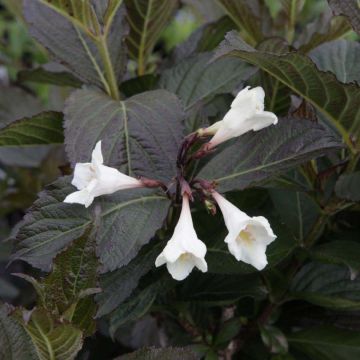 Weigela florida Ebony and Ivory