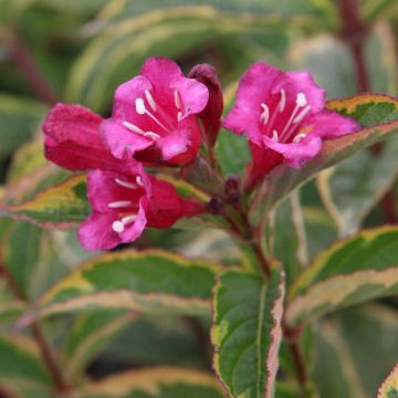 Weigela florida MOULIN ROUGE® (Brigela) - Weigélia panaché.