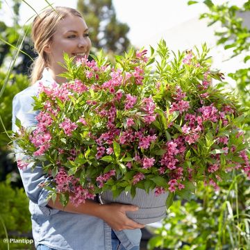 Weigela florida Picobella Rosa - Weigélia nain 