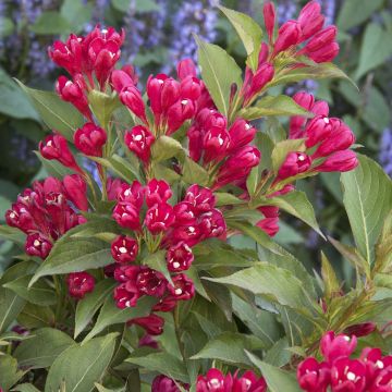 Weigela All Summer Red