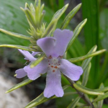 Westringia fruticosa - Romarin d'Australie