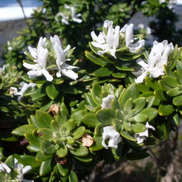 Westringia fruticosa Blanc - Romarin d'Australie
