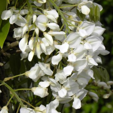 Glycine du Japon - Wisteria venusta