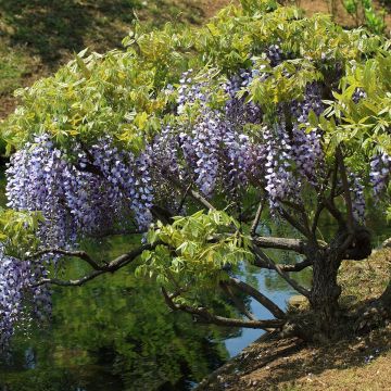 Glycine du Japon - Wisteria floribunda 