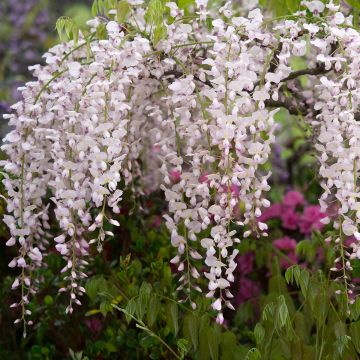 Glycine japonaise - Wisteria floribunda Lipstick livré en hauteur 60 cm en pot de 1,5l/2l