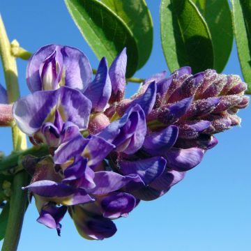 Glycine - Wisteria frutescens Longwood Purple