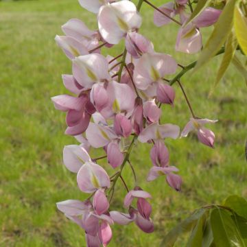 Wisteria venusta Rosea - Glycine du Japon