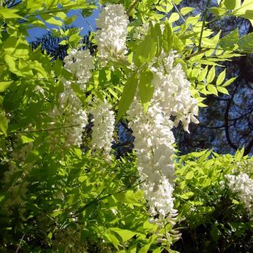 Glycine : comment la palisser et la tailler ? - Blog Promesse de