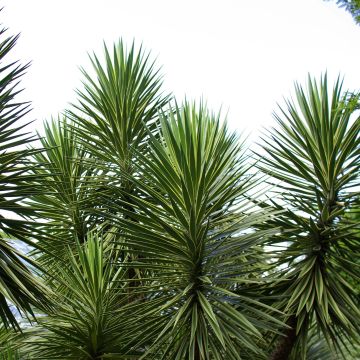 Yucca aloifolia - Yucca à feuilles d'Aloès