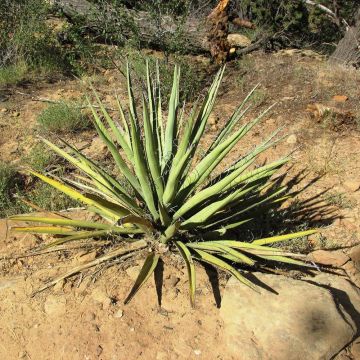 Yucca banane - Yucca baccata