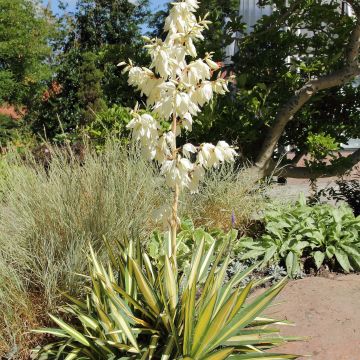 Yucca filamentosa Colour Guard - Yucca filamenteux panaché