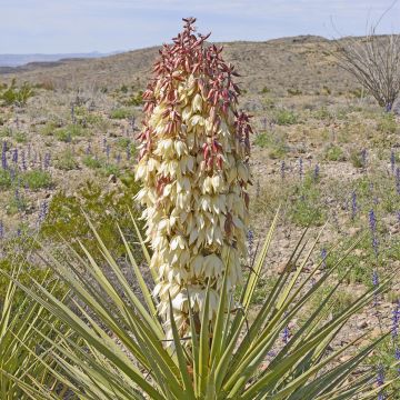 Yucca torreyi - Yucca de Torrey