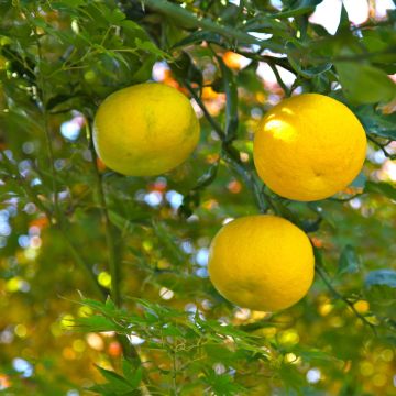 Comment rempoter un citronnier ? - Gamm vert