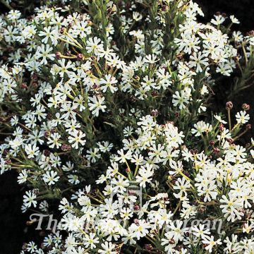 Graines de Zaluzianskya Capensis - Bonbon de minuit - Phlox de Nuit