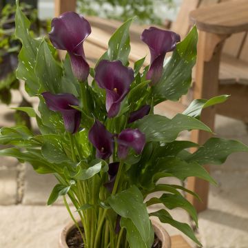 Arum ou Calla à fleurs violet sombre - Zantedeschia Captain Reno