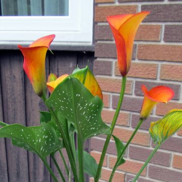 Arum ou Calla jaune virant au rouge - Zantedeschia Flame 