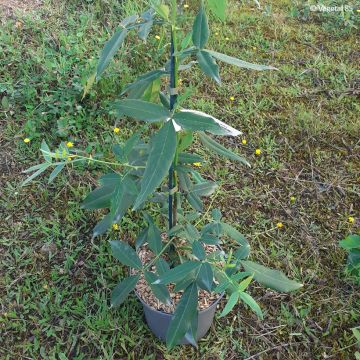 Zanthoxylum americanum - Clavalier américain
