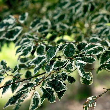 Zelkova serrata Variegata - Zelkova du Japon panaché